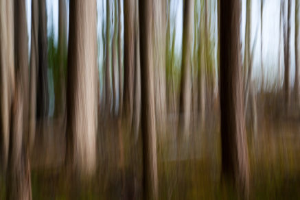 Forest-Winters Edge, Roberts Creek, B.C.