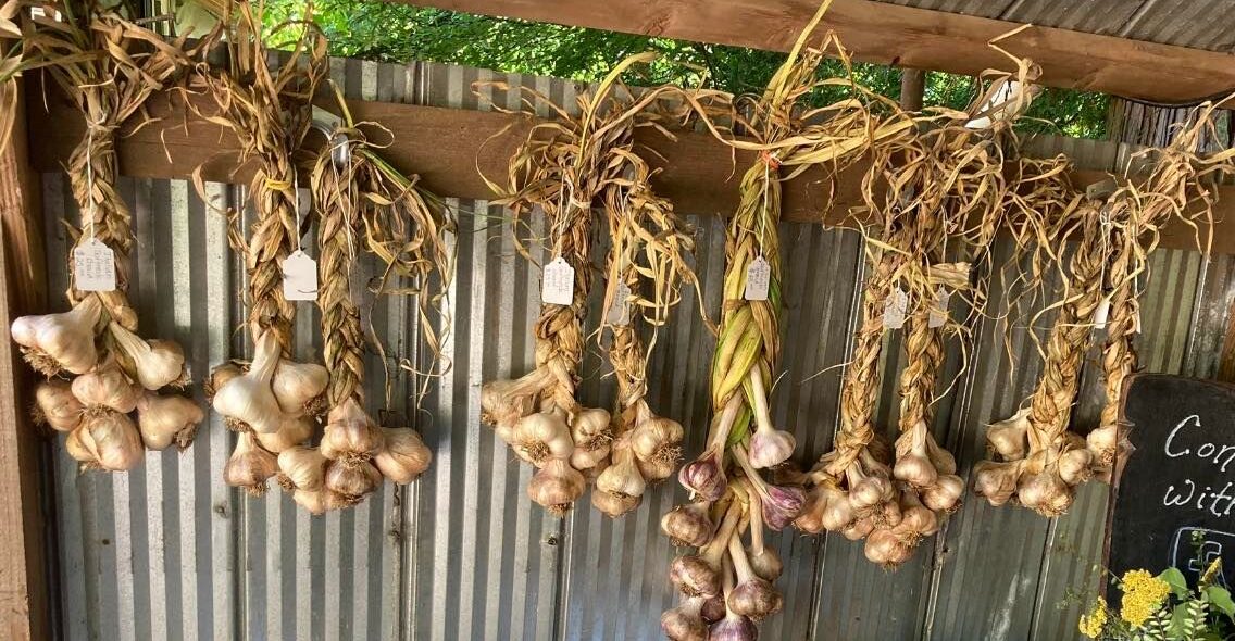 Garlic Day at Little Red Wagon Farm