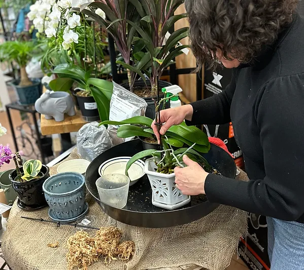 B&K Garden: Caring for Your Orchid