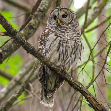 Sechelt Garden owl