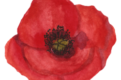 Gibsons Library: Kids Craft: Poppies to Remember