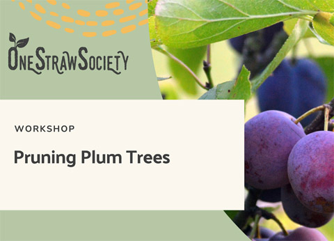 pruning oct 17